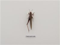 藏品(直翅目(3))的圖片